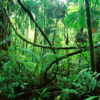 Expedição Amazônia - Image 2