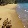 Trilha: Ilha Anchieta- Ubatuba - SP [bate e volta] - Image 3