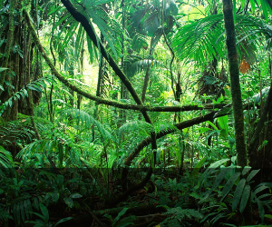 Expedição Amazônia