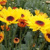 Holambra: A cidade das flores, em cores, sensações e sabores - Image 14