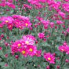 Holambra: A cidade das flores, em cores, sensações e sabores - Image 15