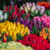 Holambra: A cidade das flores, em cores, sensações e sabores - Image 16
